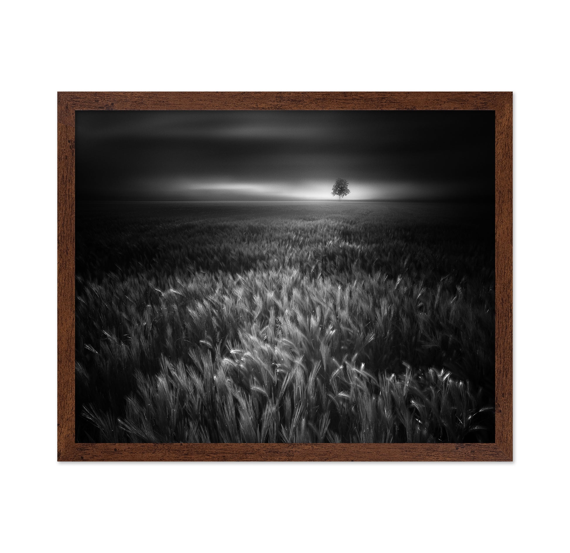 Bucolic Sunrises