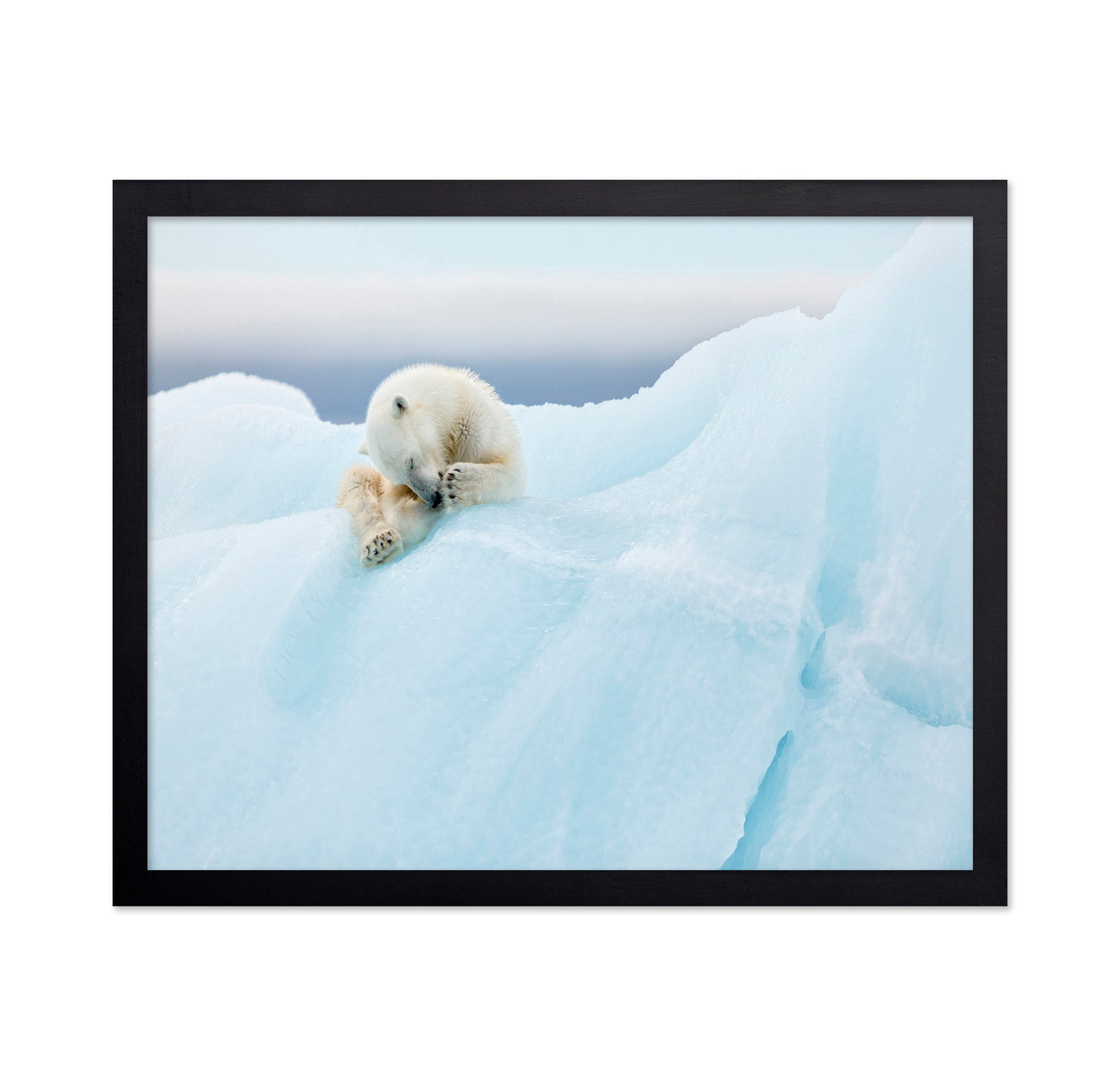Polar Bear Grooming