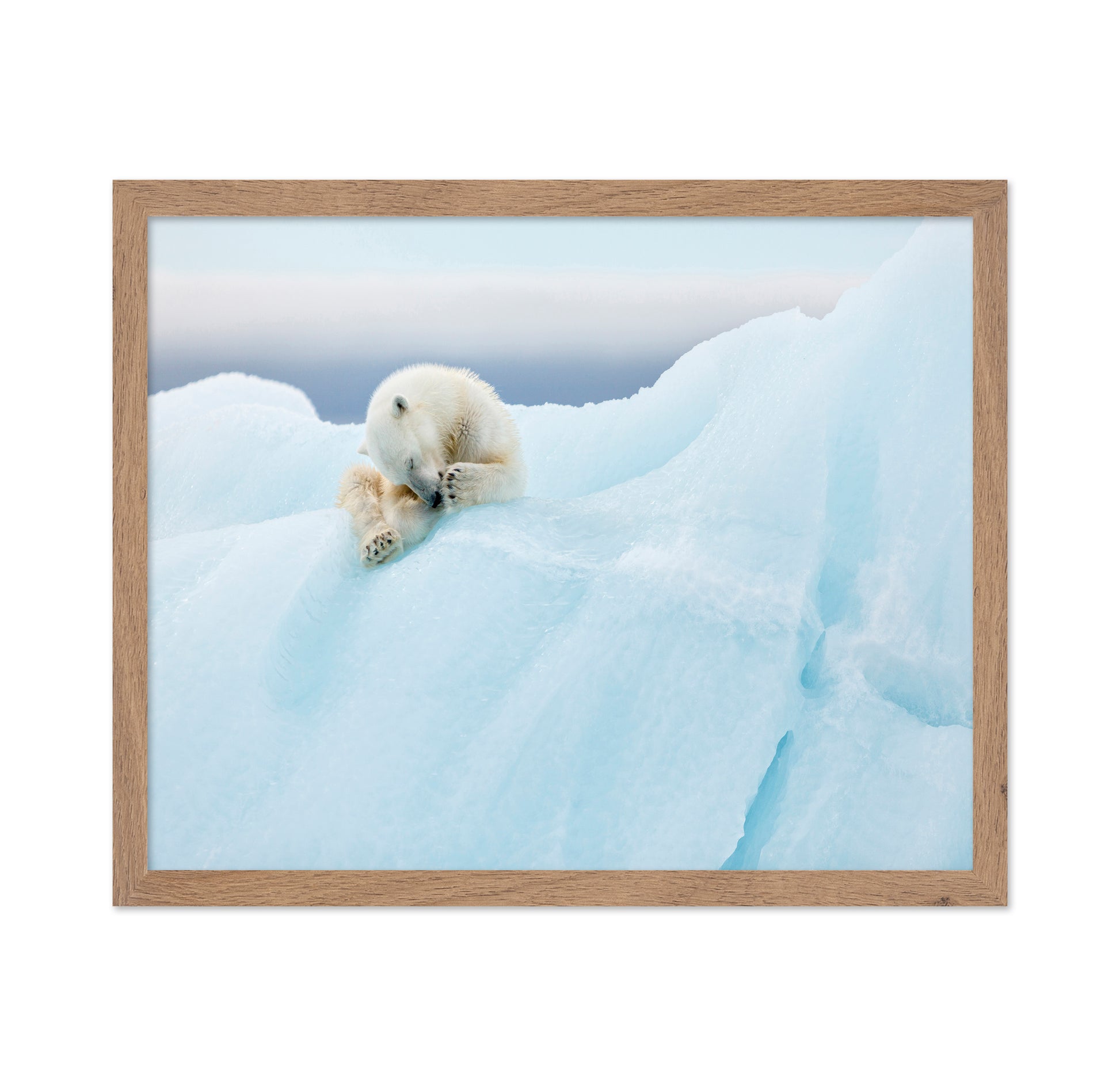 Polar Bear Grooming