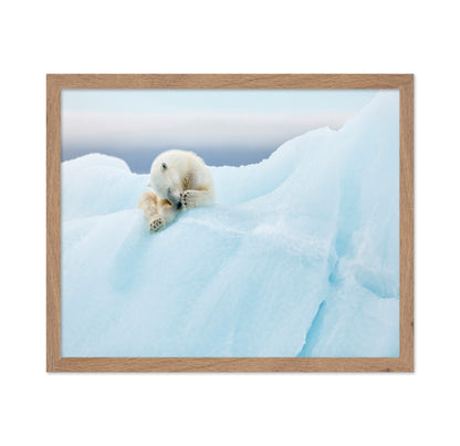 Polar Bear Grooming