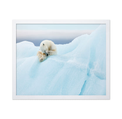 Polar Bear Grooming