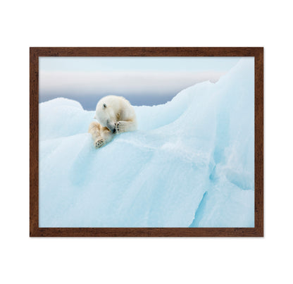 Polar Bear Grooming