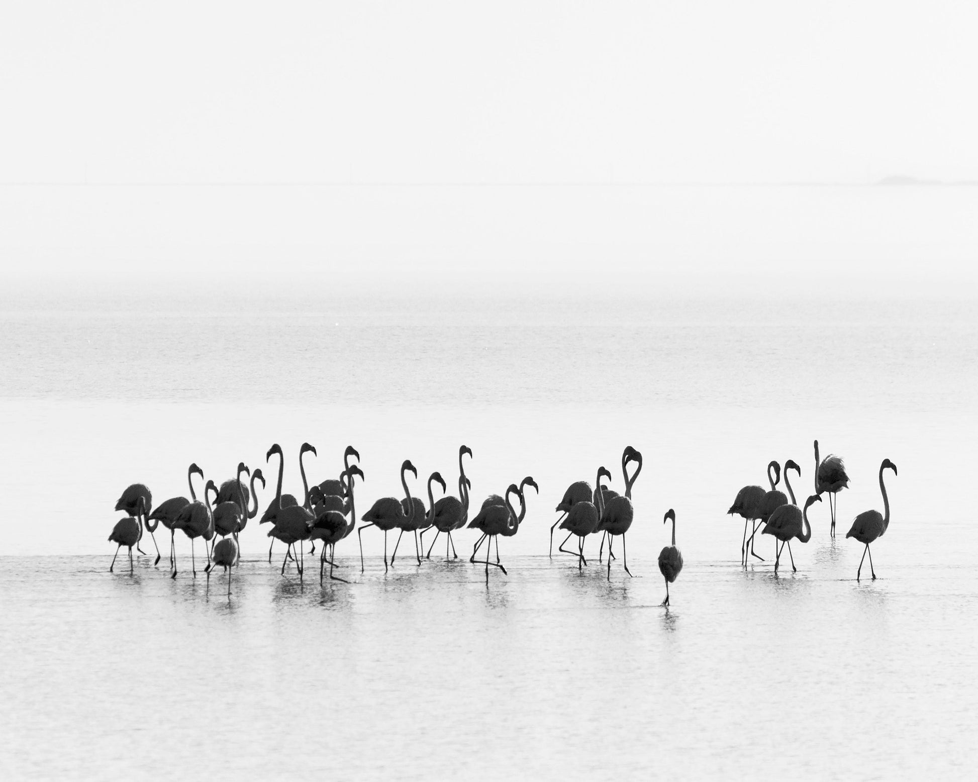 Monochrome Flamingos
