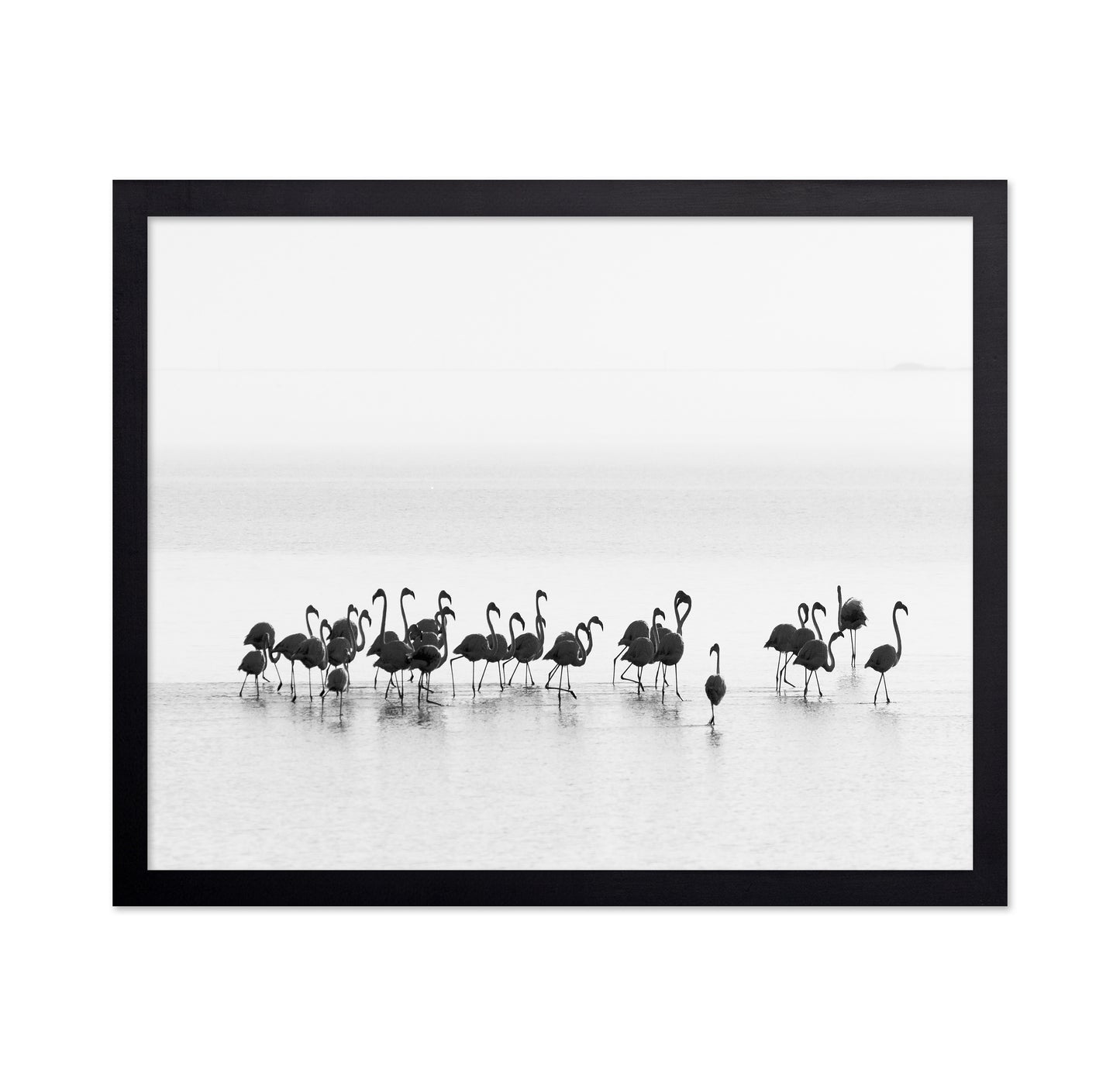 Monochrome Flamingos