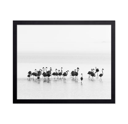 Monochrome Flamingos