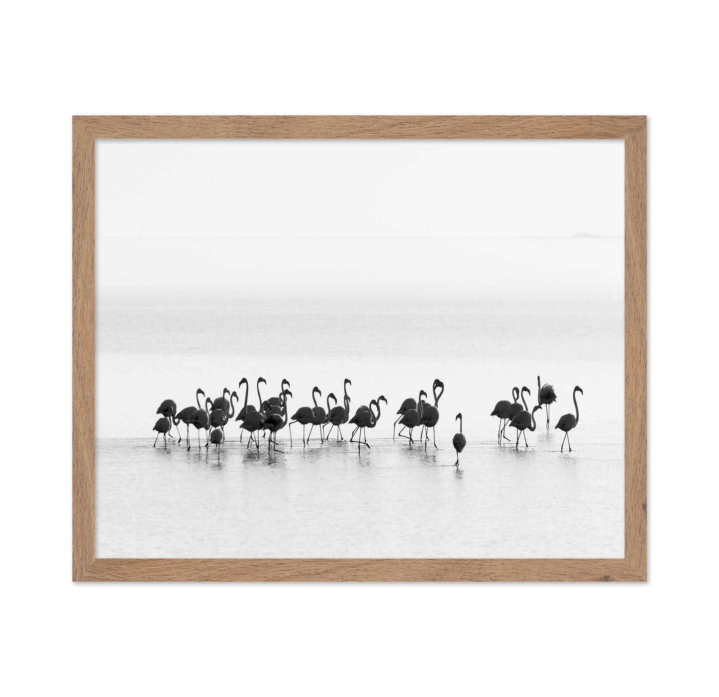 Monochrome Flamingos