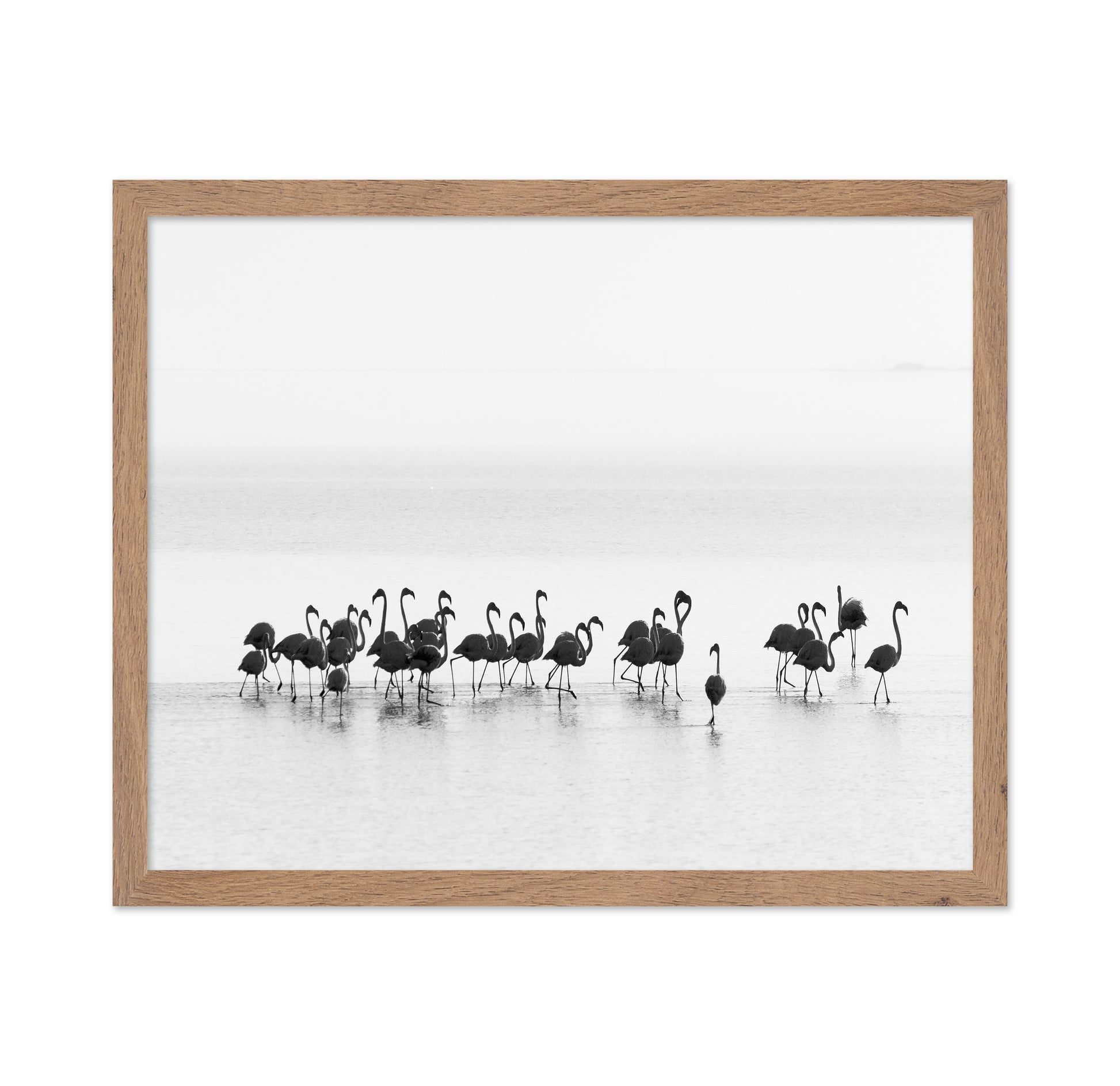 Monochrome Flamingos