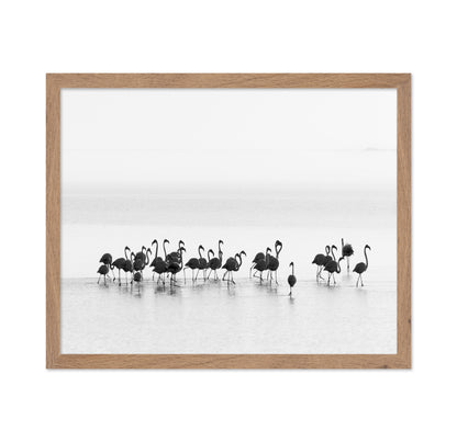 Monochrome Flamingos
