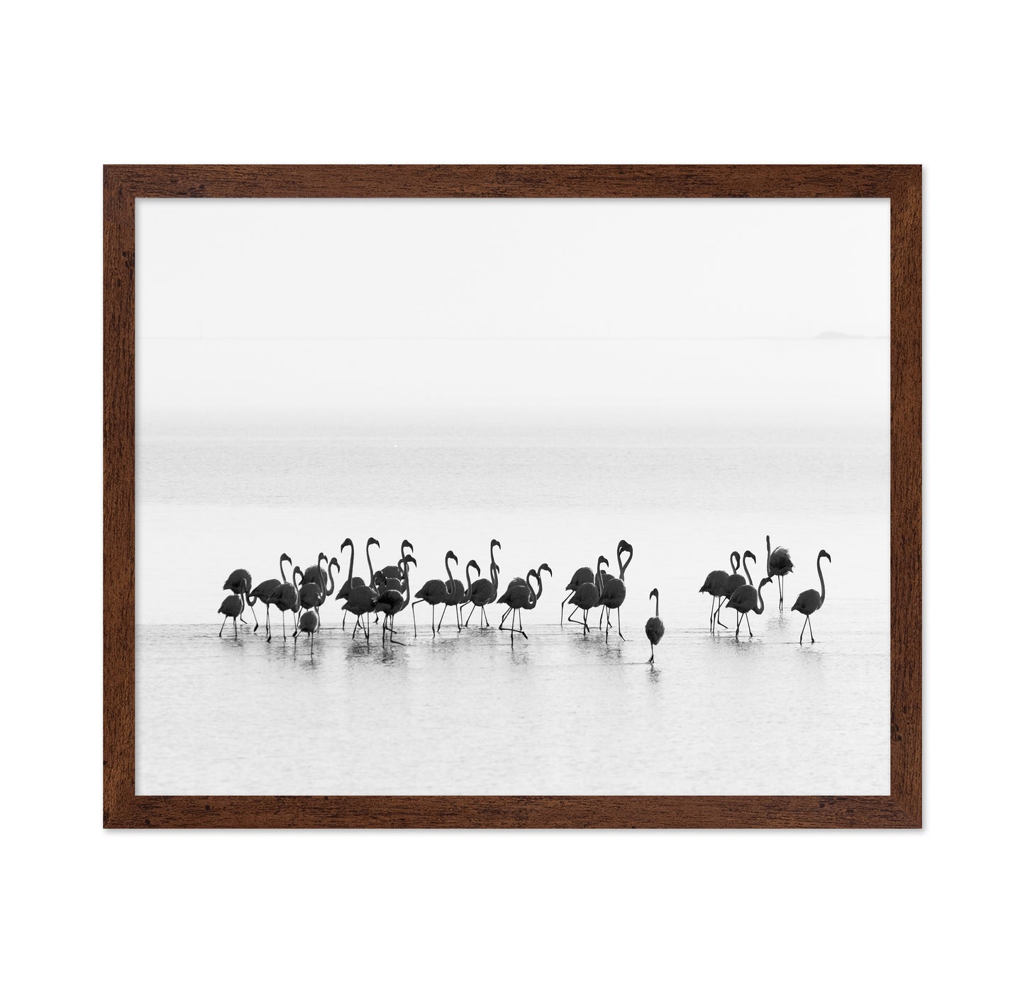 Monochrome Flamingos
