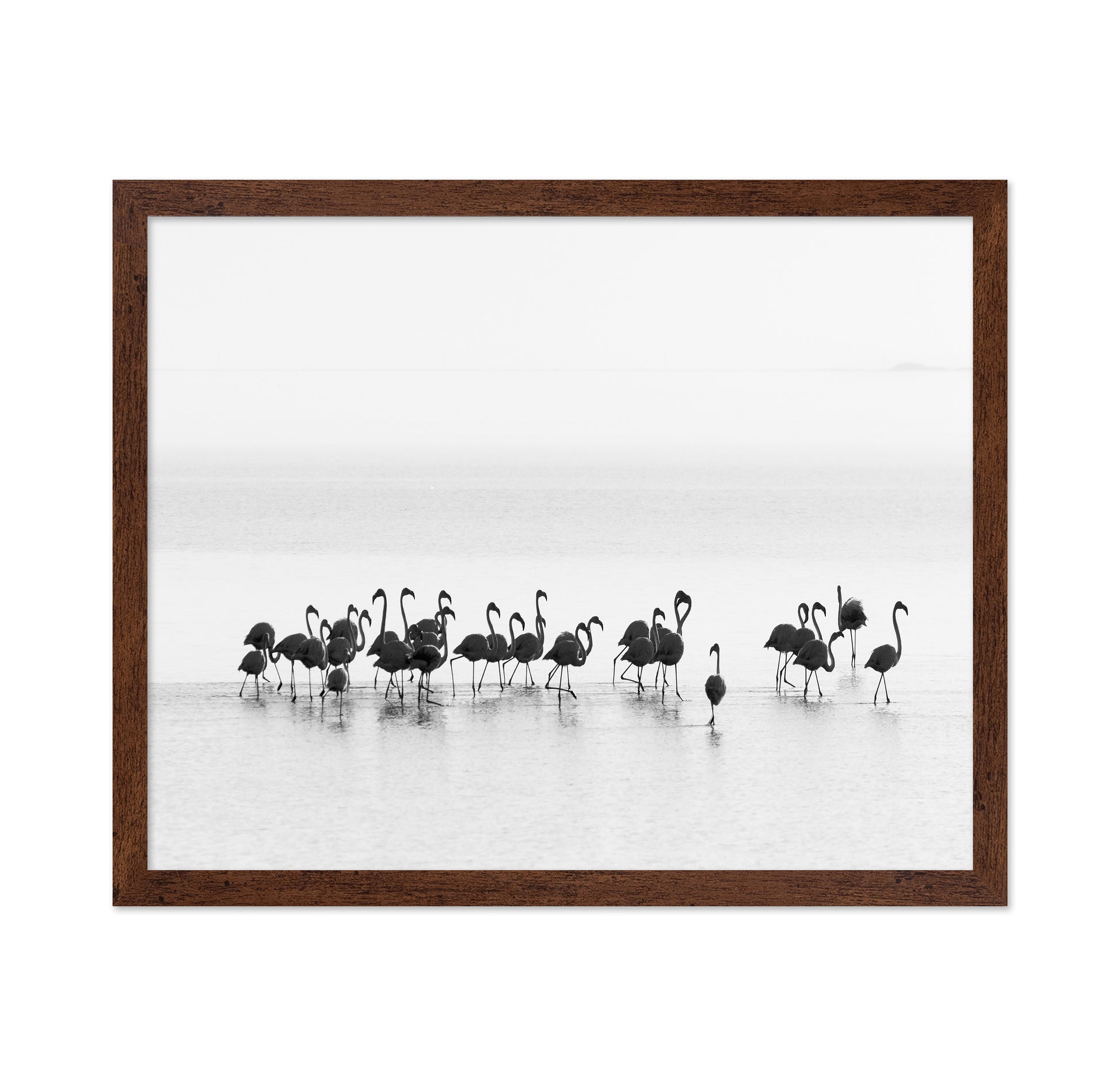 Monochrome Flamingos