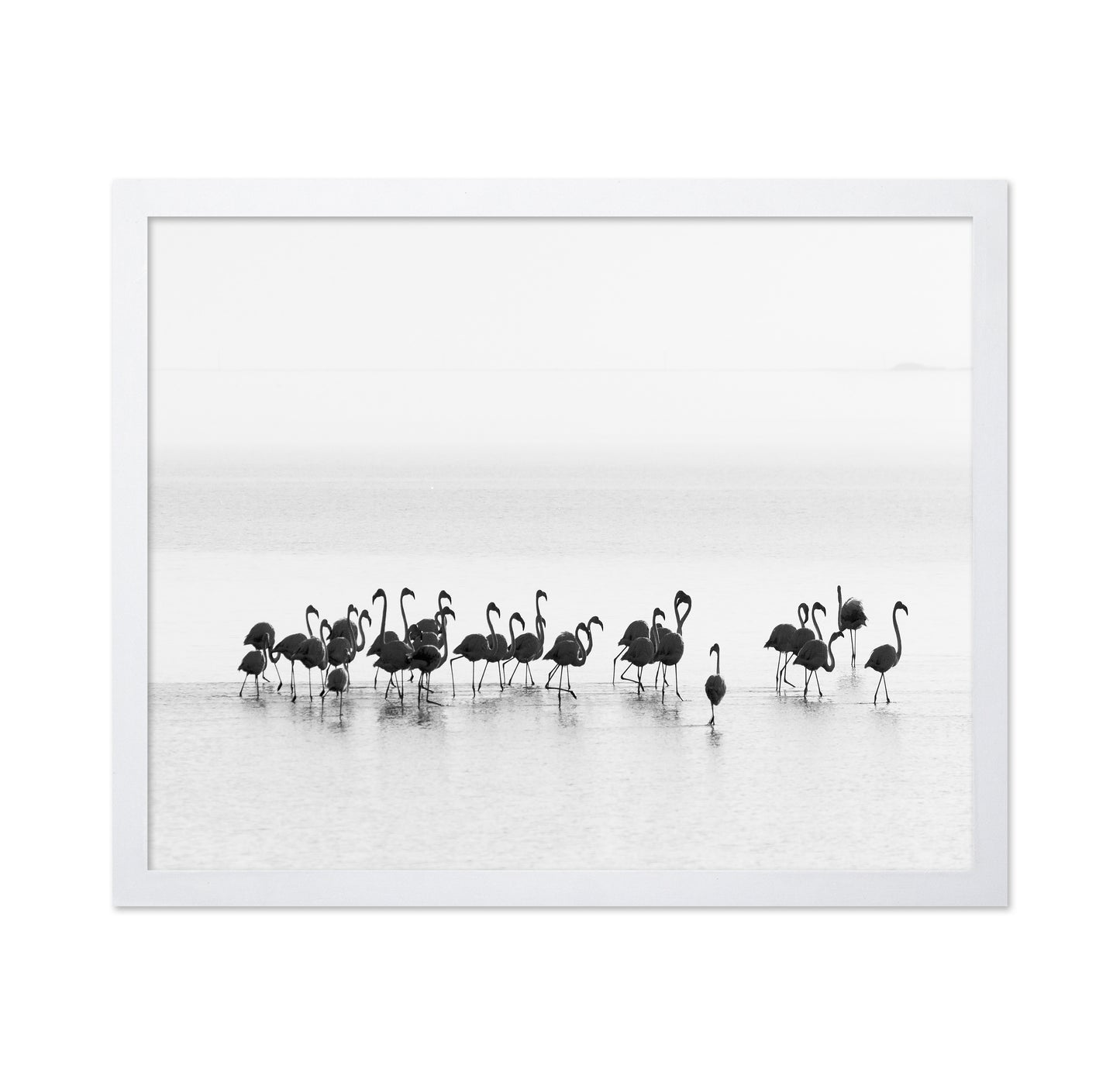 Monochrome Flamingos