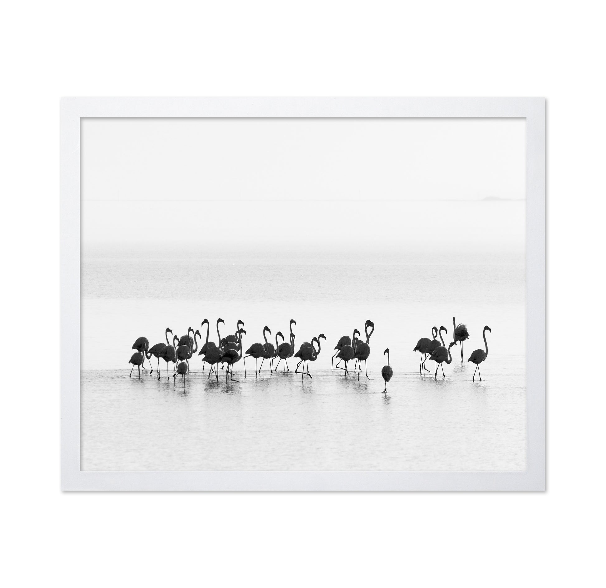 Monochrome Flamingos