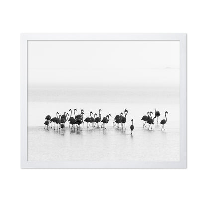 Monochrome Flamingos