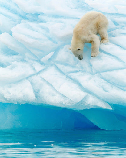 Polar Bear on the Edge