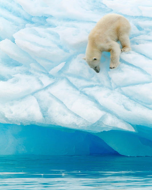 Polar Bear on the Edge