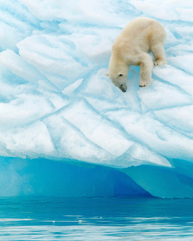 Polar Bear on the Edge