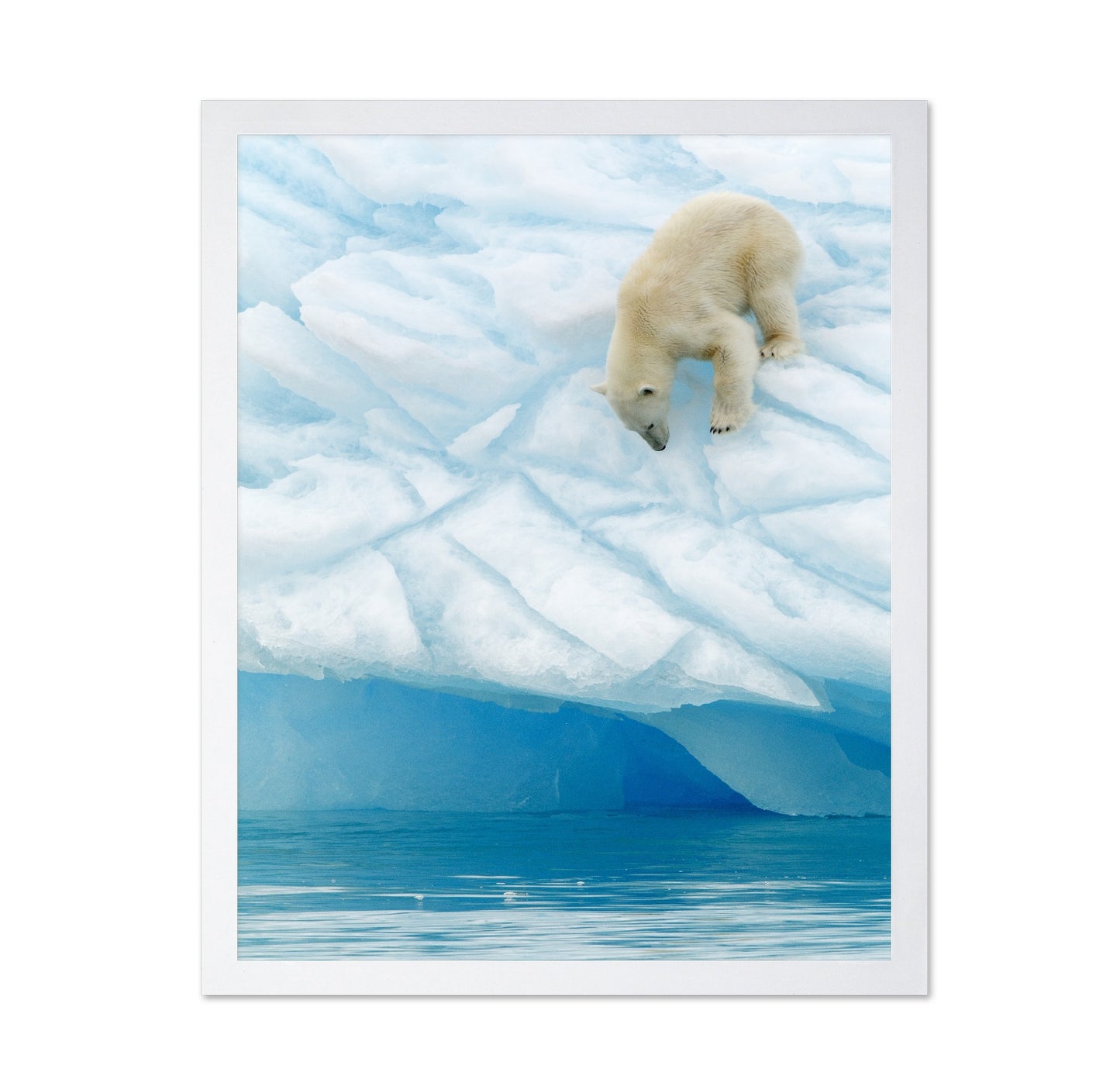 Polar Bear on the Edge