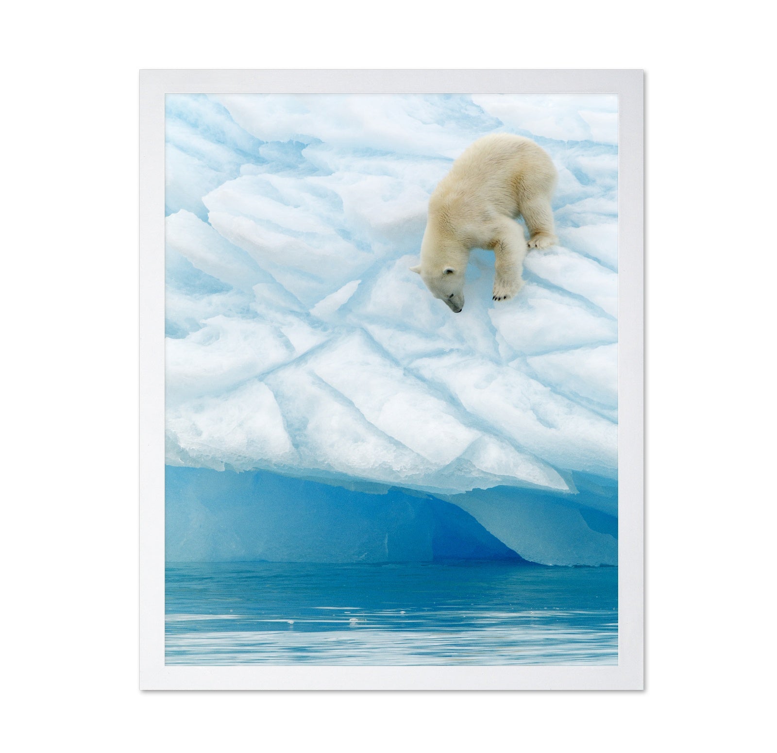 Polar Bear on the Edge