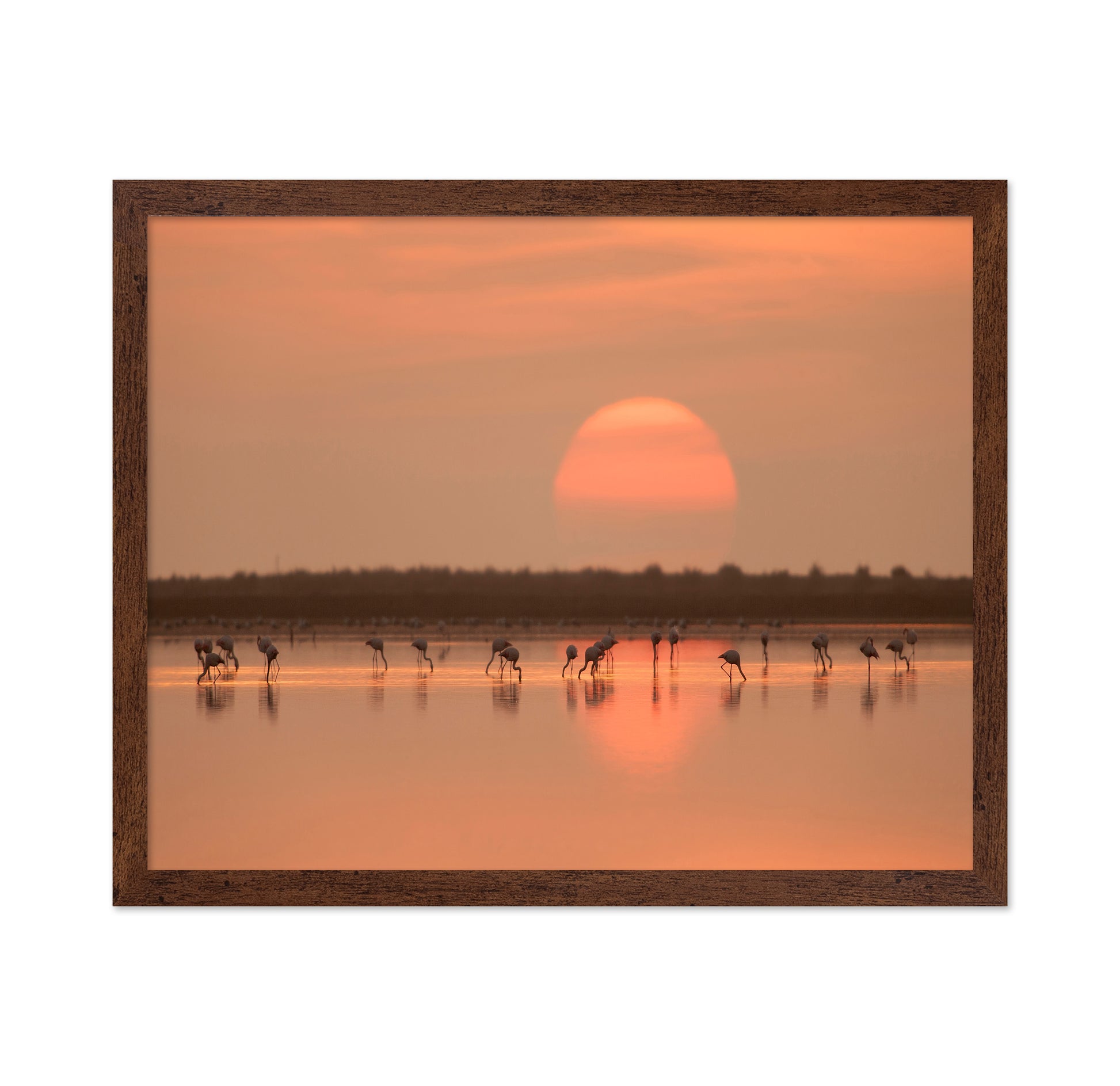 Flamingos at Sunrise