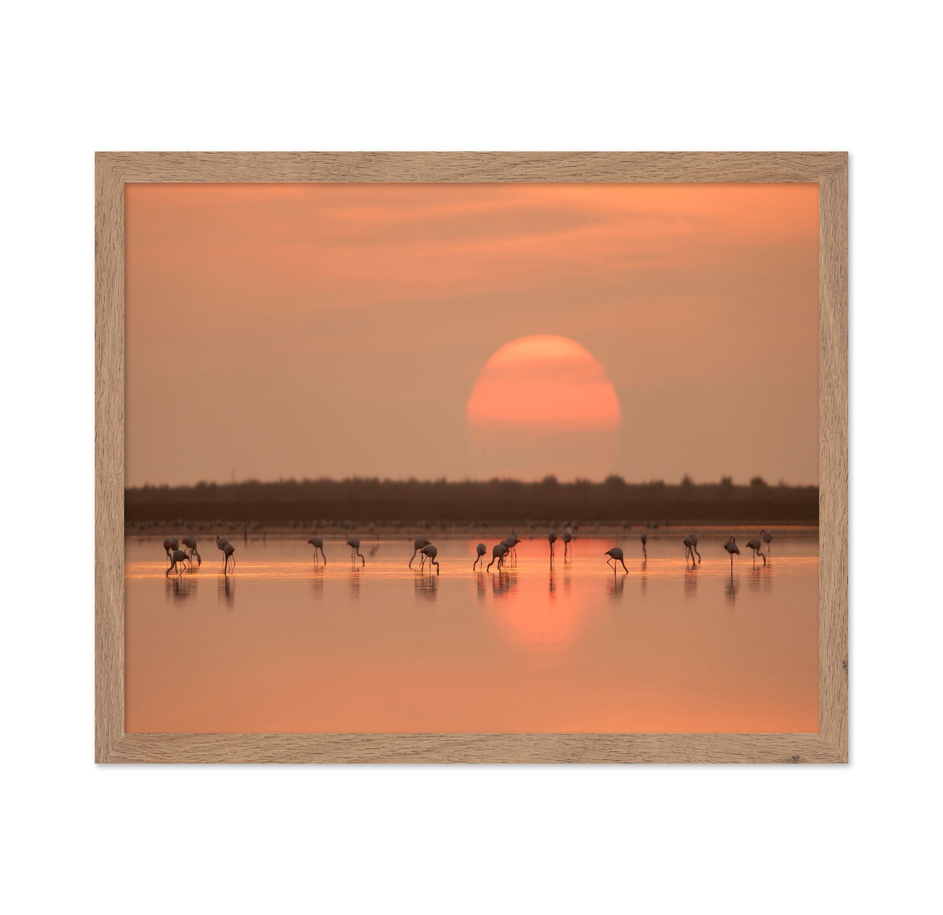 Flamingos at Sunrise