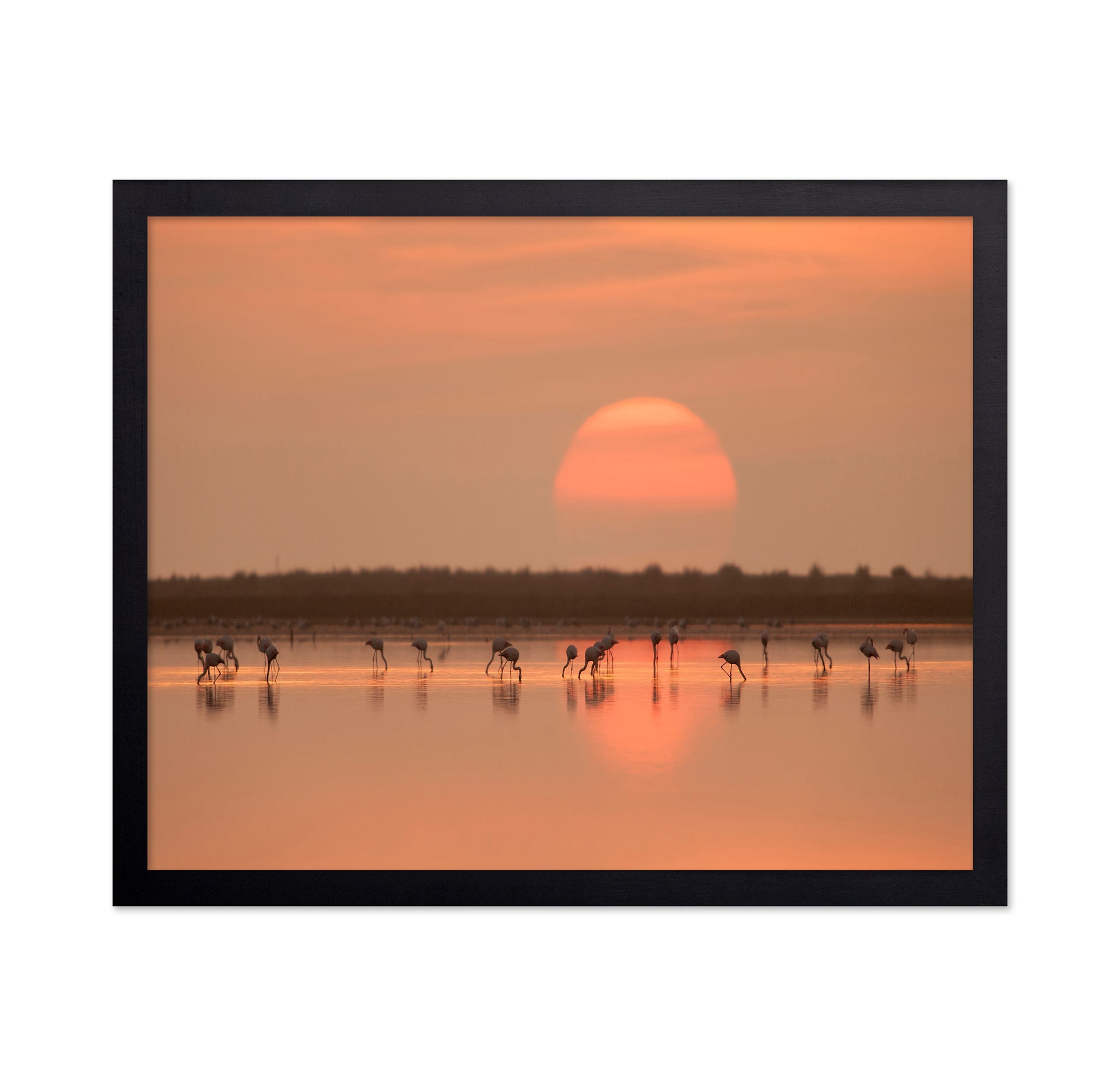 Flamingos at Sunrise