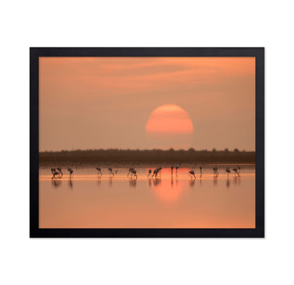 Flamingos at Sunrise