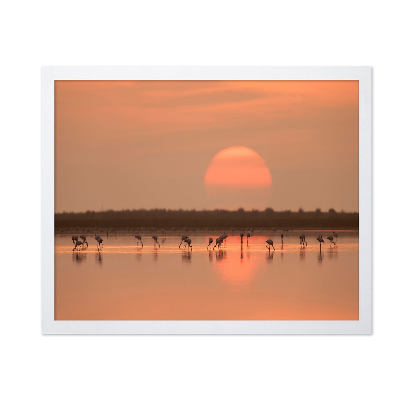 Flamingos at Sunrise