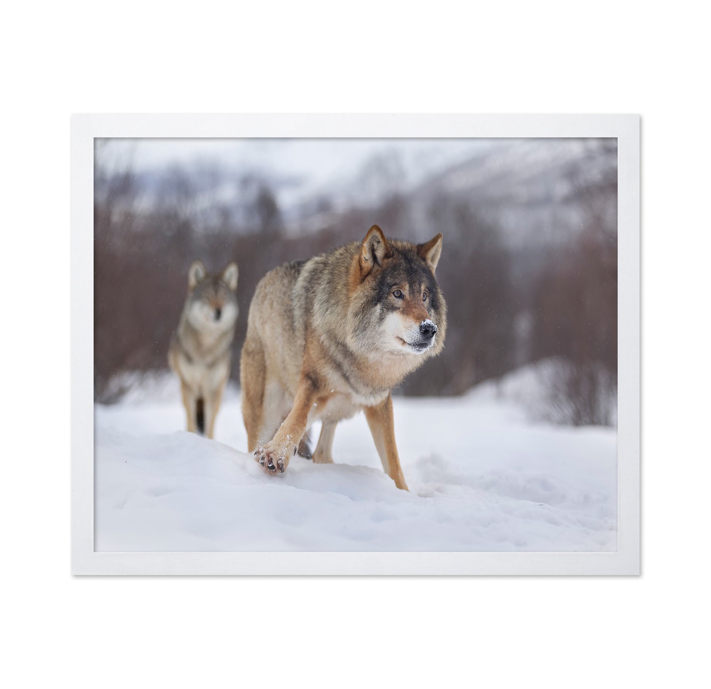 European Gray Wolf