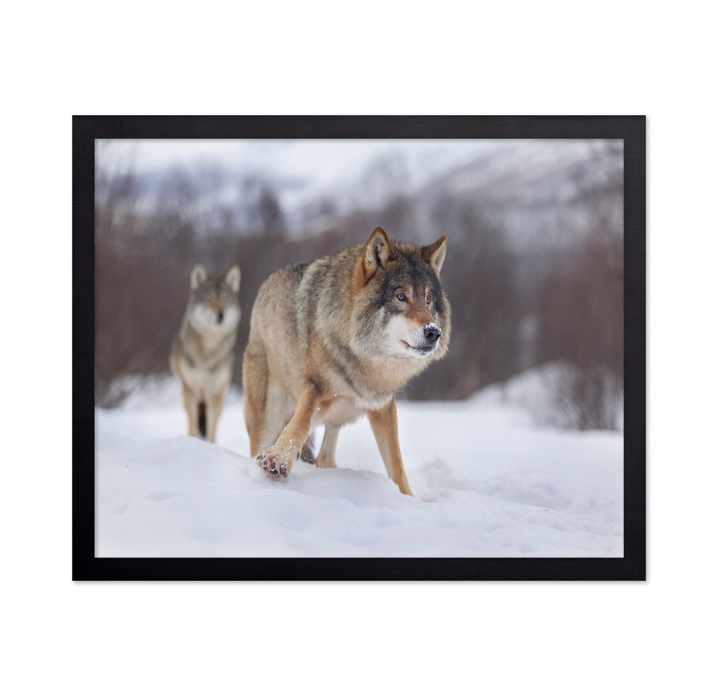 European Gray Wolf