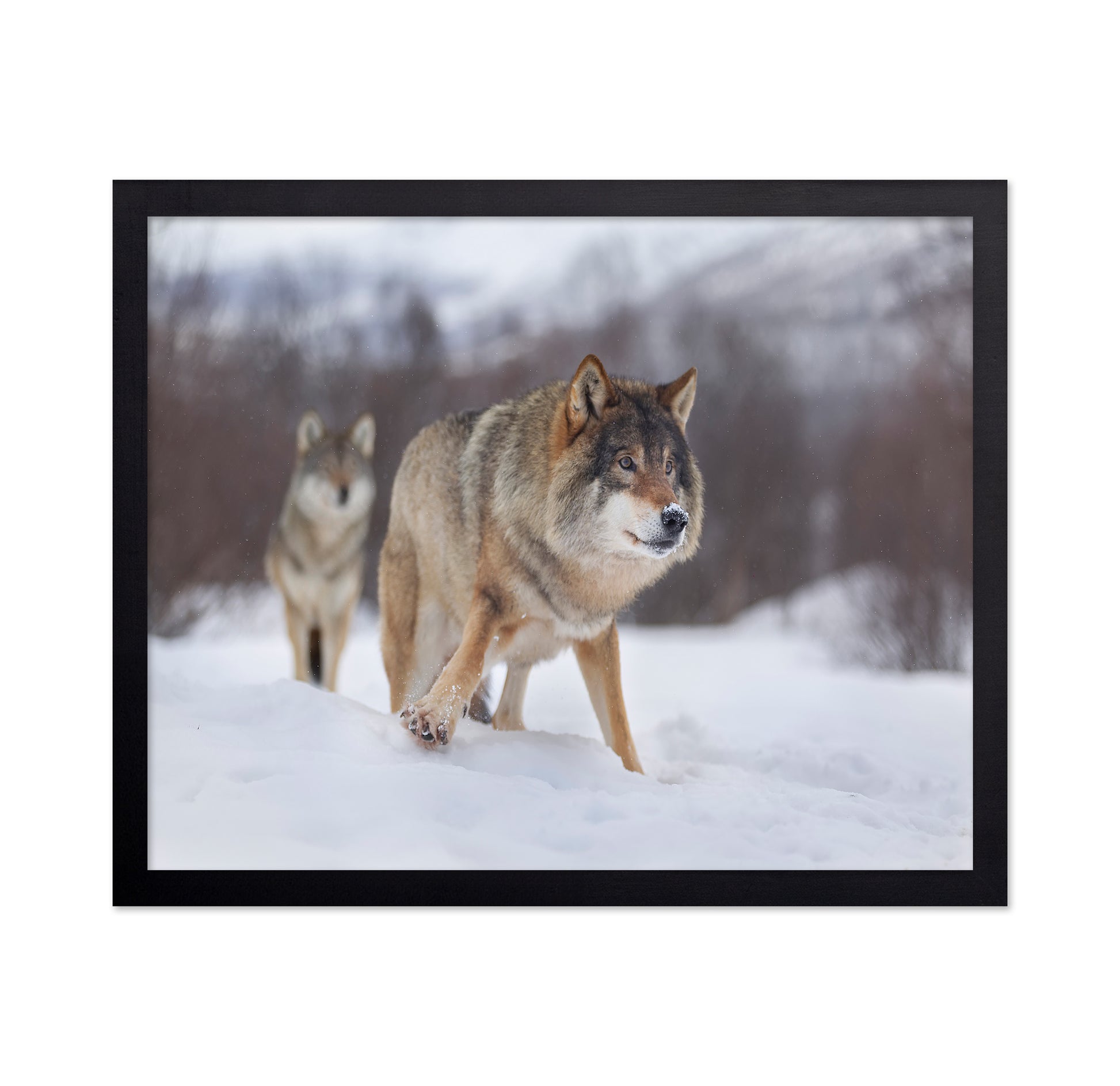 European Gray Wolf