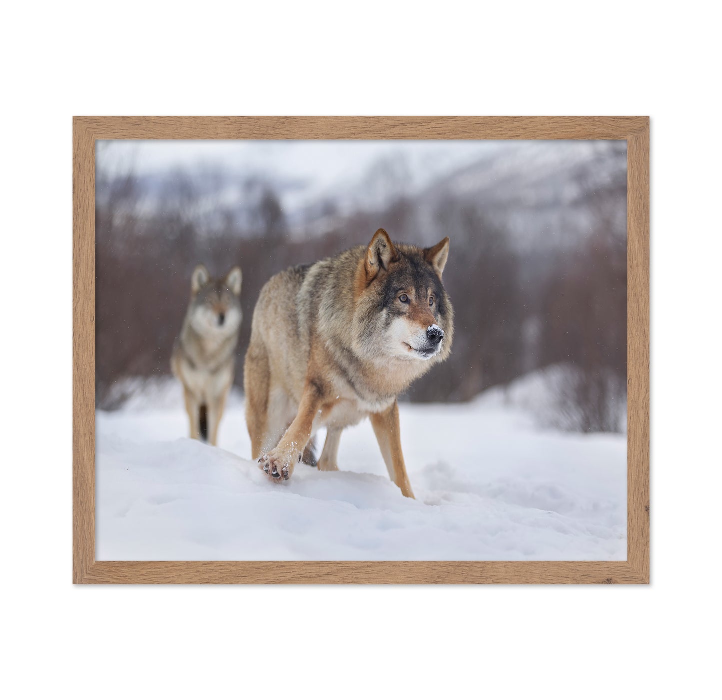 European Gray Wolf
