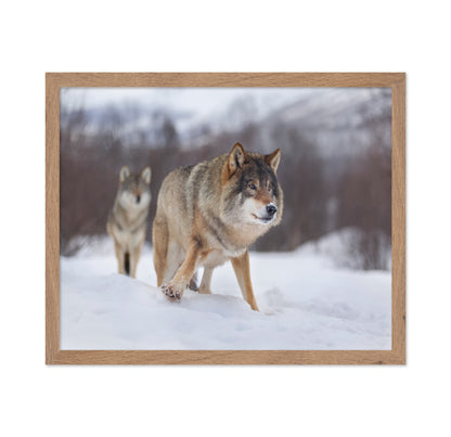 European Gray Wolf