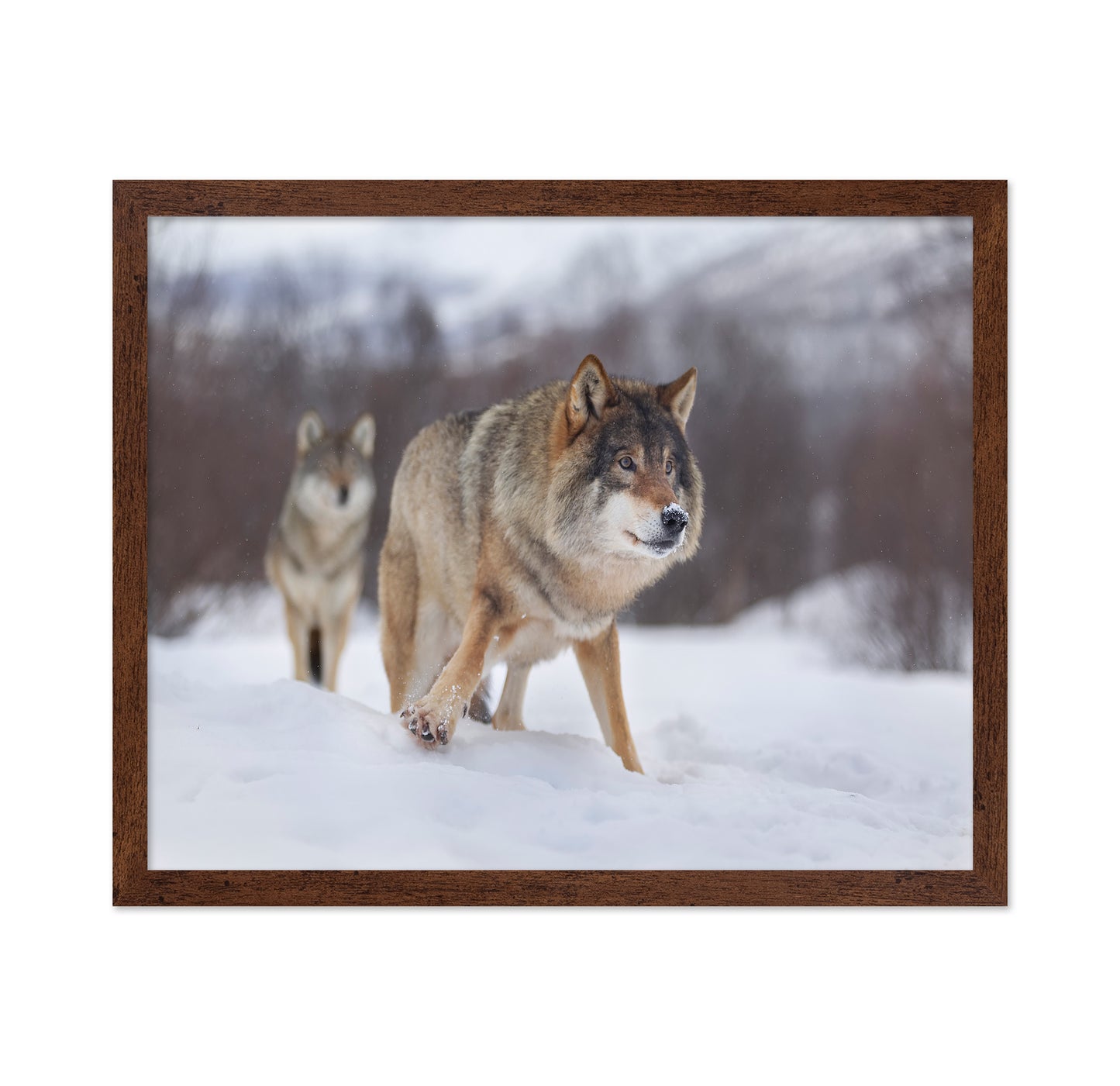 European Gray Wolf