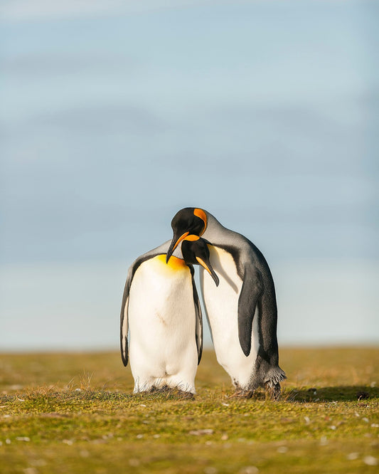 King Penguins Couple