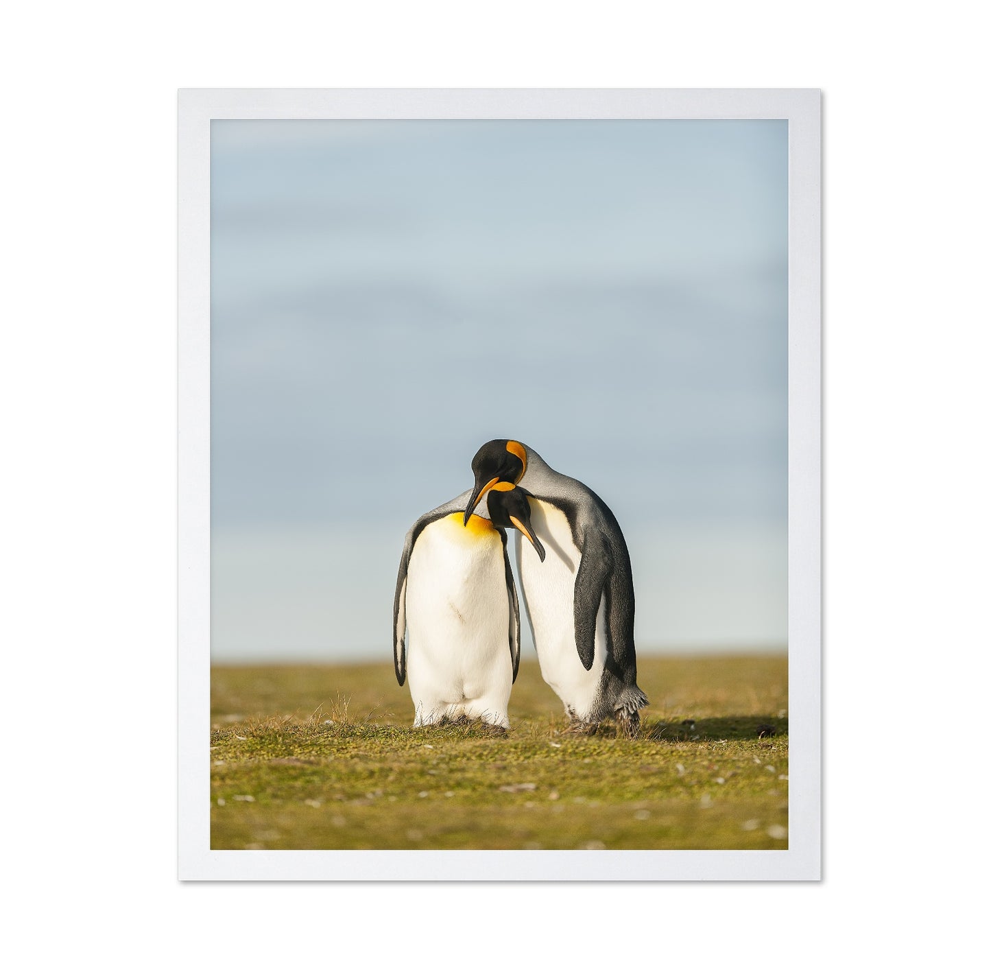 King Penguins Couple