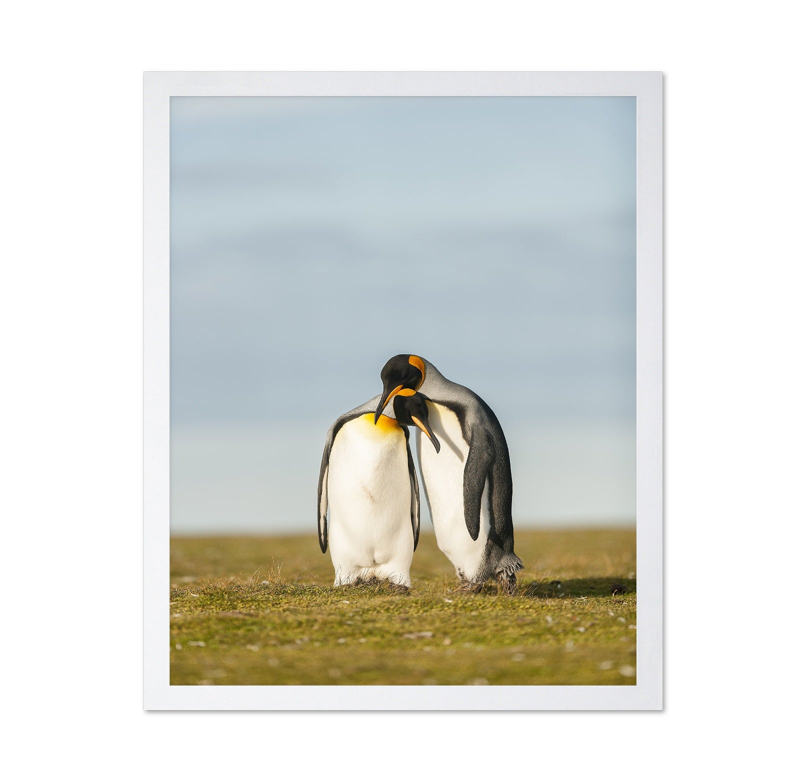 King Penguins Couple