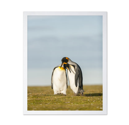 King Penguins Couple