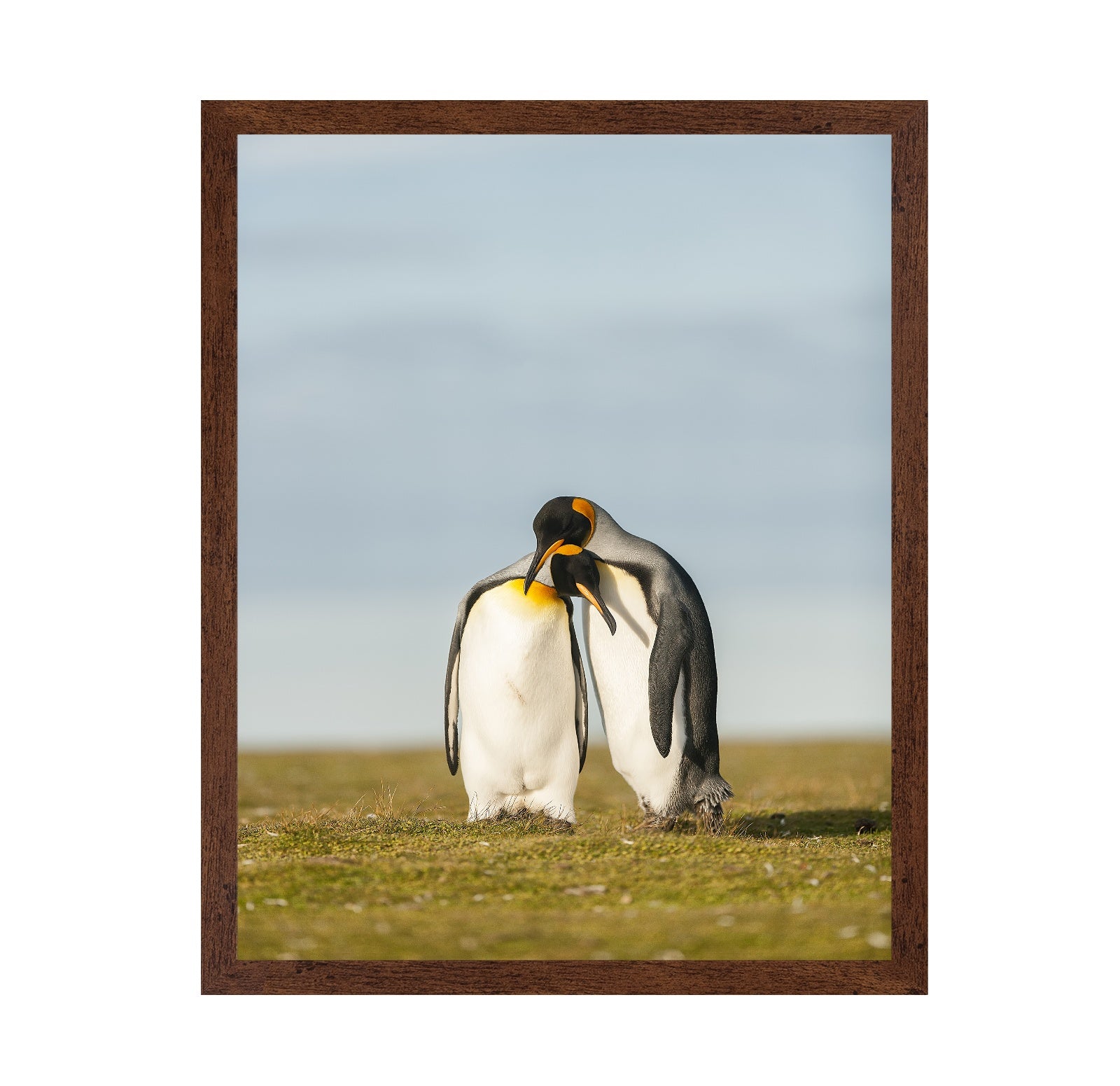 King Penguins Couple