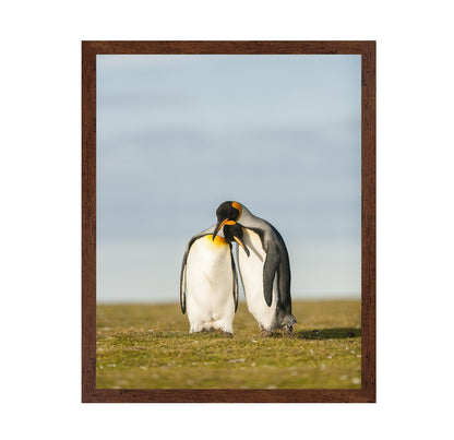 King Penguins Couple