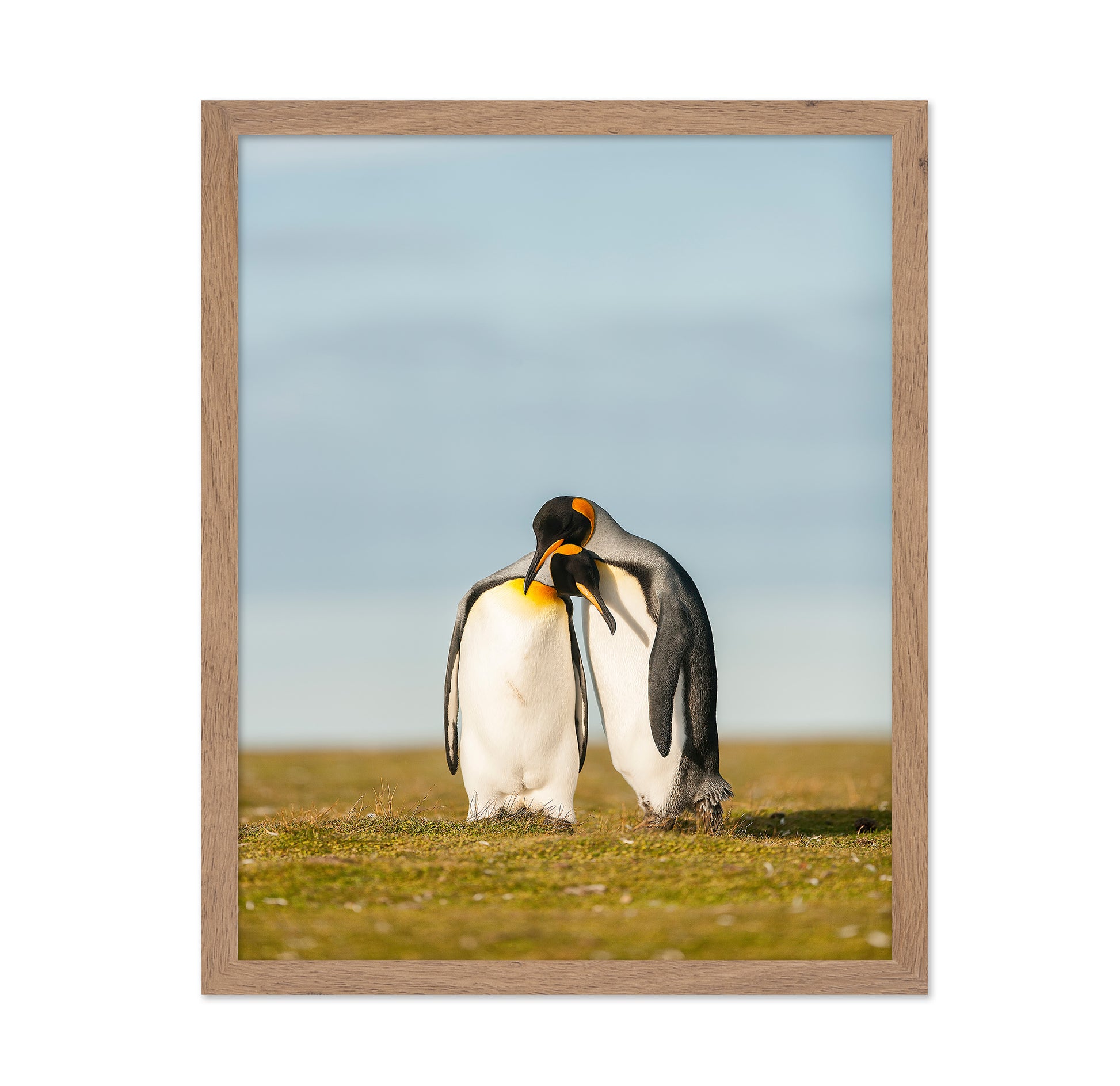 King Penguins Couple