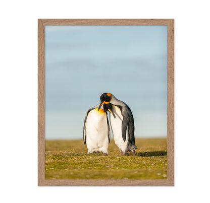 King Penguins Couple