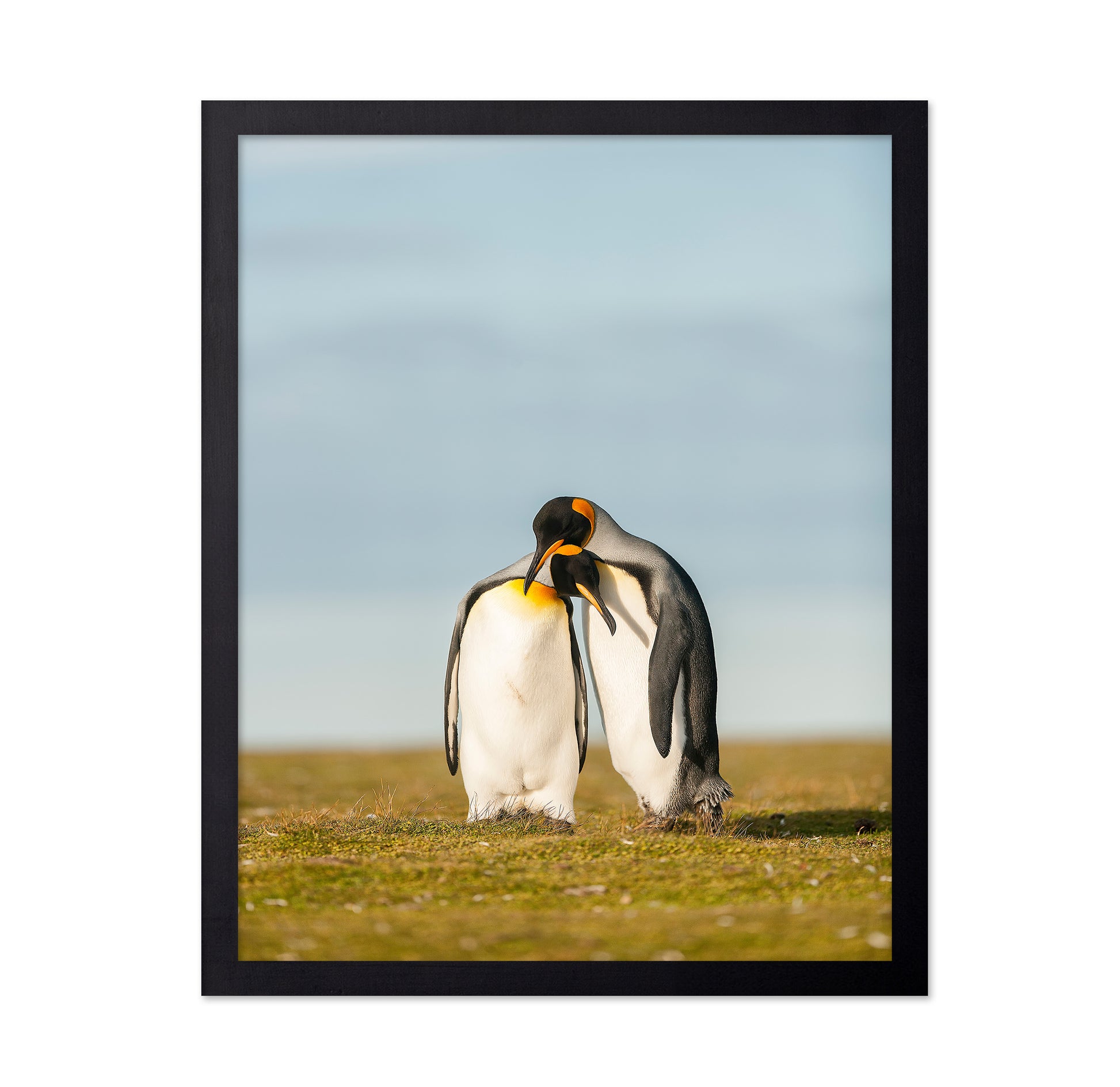 King Penguins Couple