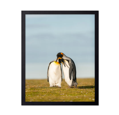 King Penguins Couple