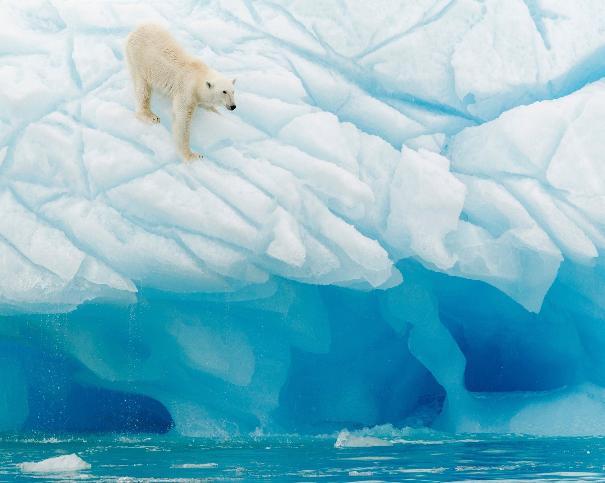 Polar Bear