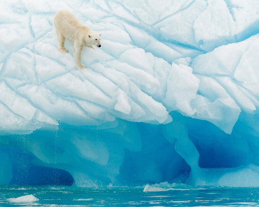 Polar Bear