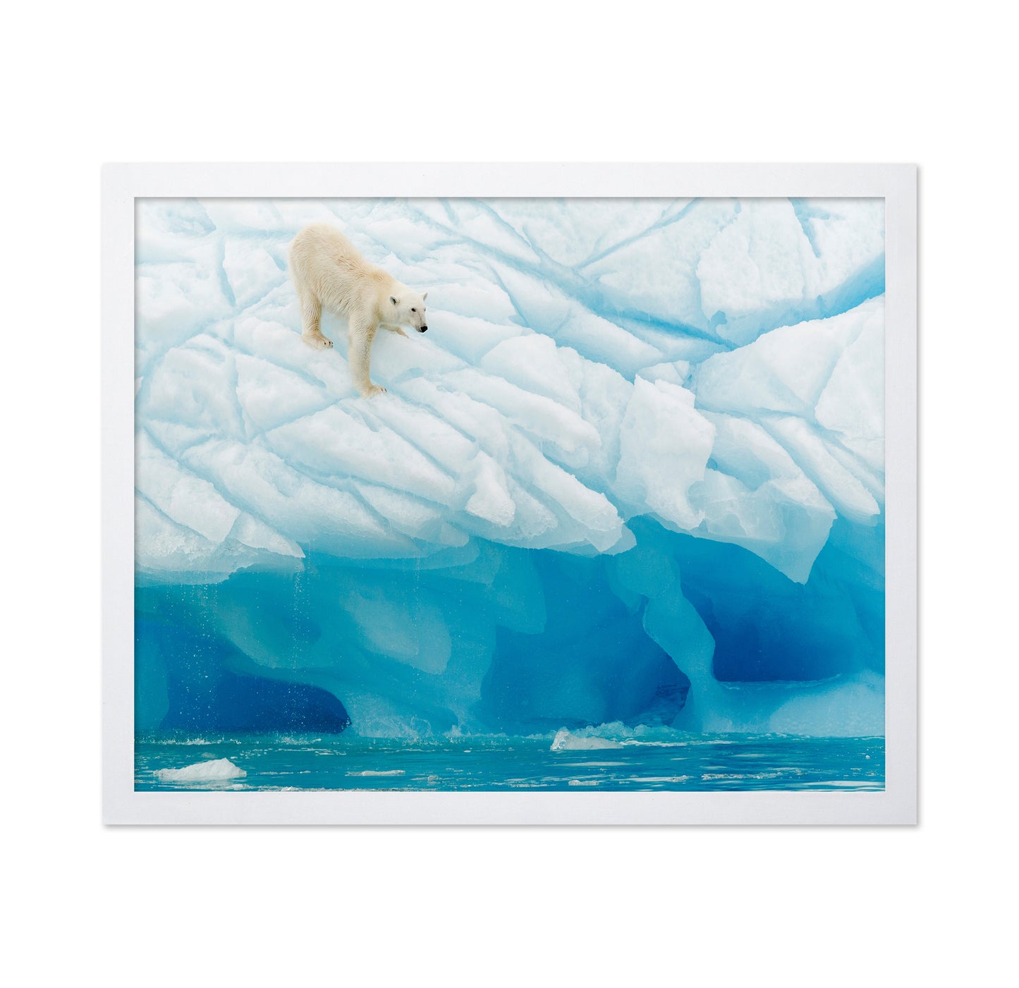 Polar Bear