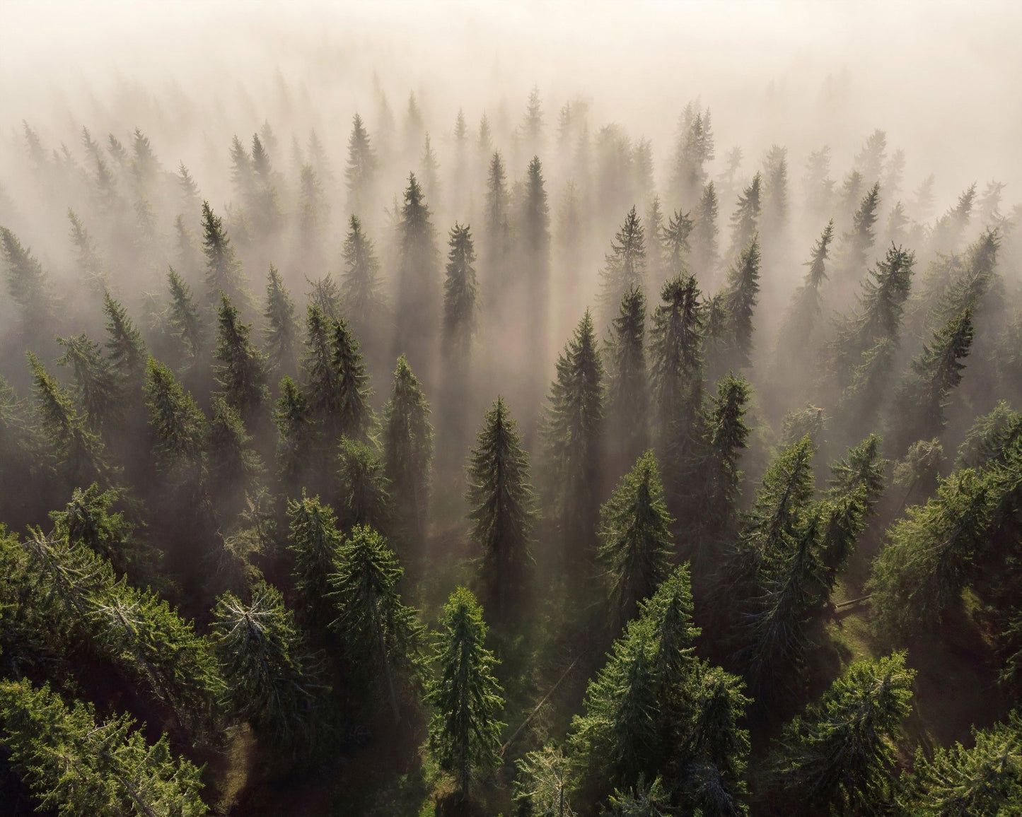 The Army of Firs