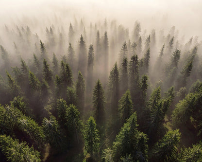 The Army of Firs