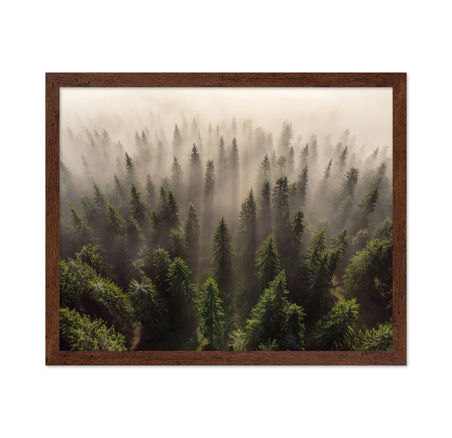 The Army of Firs