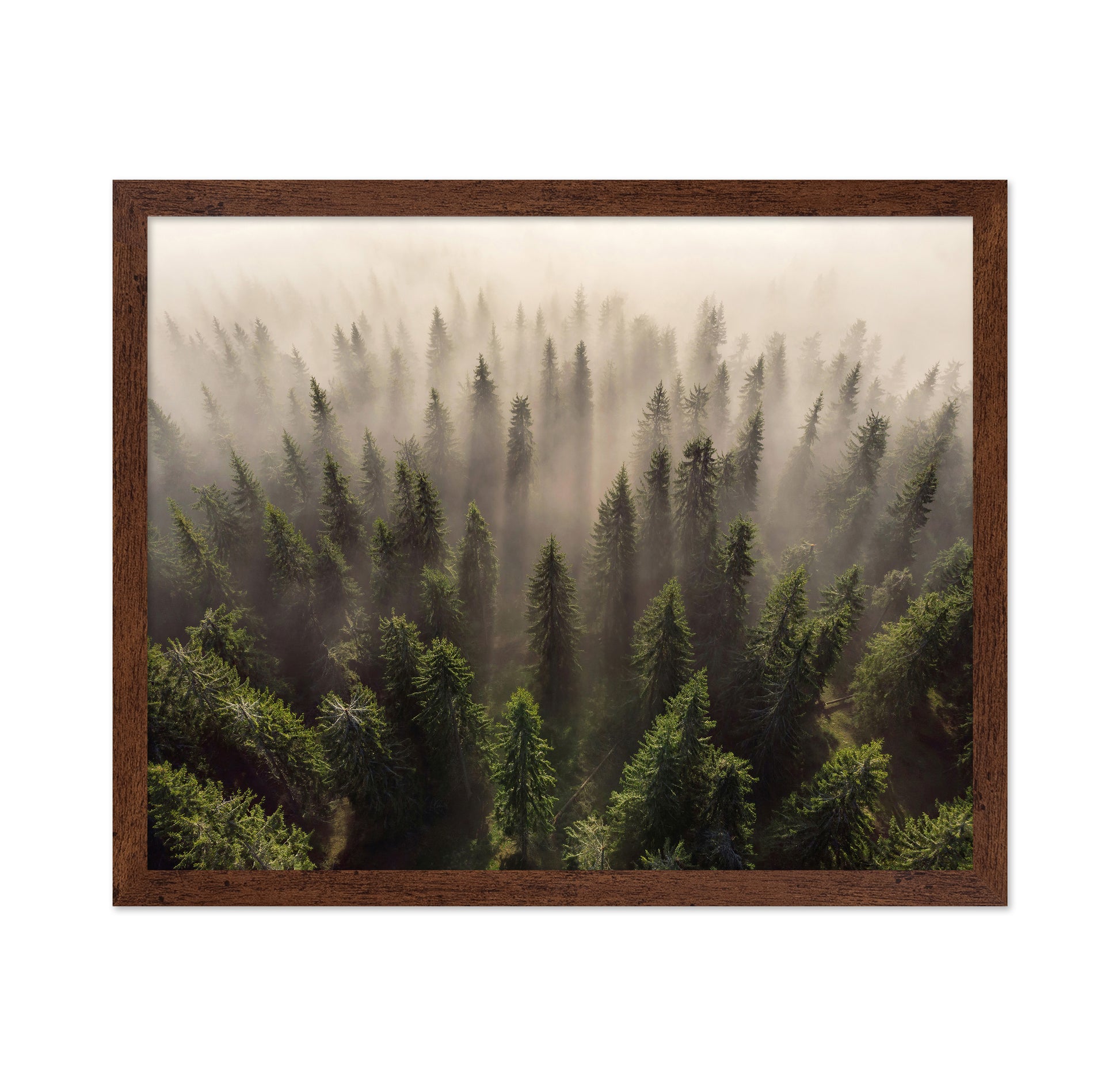 The Army of Firs